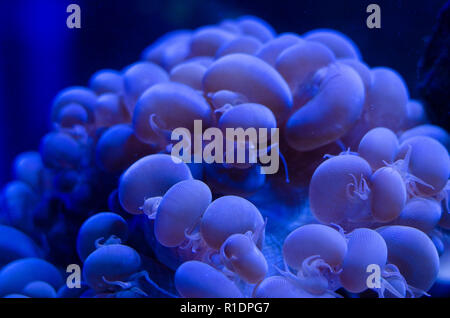 Anémone de mer dans une eau bleu foncé de l'aquarium. Arrière-plan de la vie marine tropicale. Banque D'Images