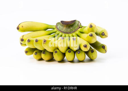 Lady finger banane (Musa acuminata) isolé sur fond blanc. Banque D'Images