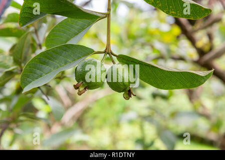 Petits fruits vert goyave sur arbre et feuille verte Banque D'Images