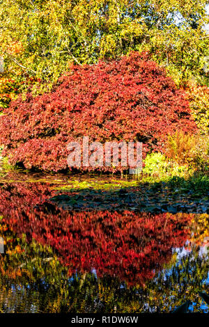 Au bord du lac d'automne les plantes et leurs réflexions dans un lac, à RHS Rosemoor, Great Torrington, Devon, Angleterre. Banque D'Images