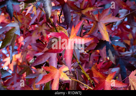 Gomme rouge coloré les feuilles d'automne, Great Torrington, Devon, Angleterre. Banque D'Images