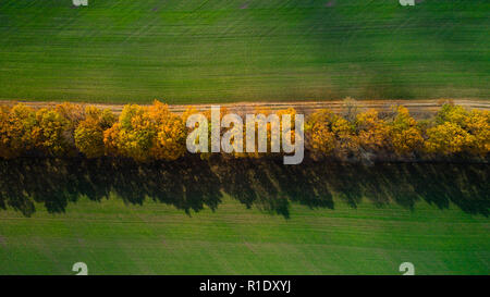 Vue aérienne du grand champ de blé en automne. Un paysage extraordinaire avec des arbres à feuilles rouges et orange en un jour dans le champ de blé Banque D'Images