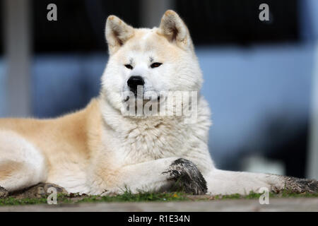 Magnifique Portrait de trois ans akita inu chien Banque D'Images