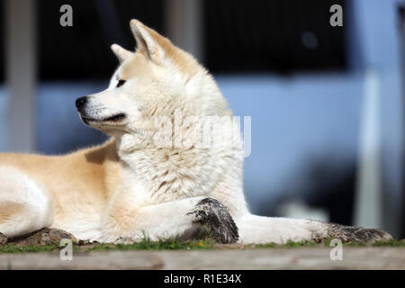 Magnifique Portrait de trois ans akita inu chien Banque D'Images