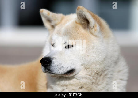 Magnifique Portrait de trois ans akita inu chien Banque D'Images