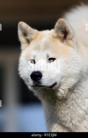 Magnifique Portrait de trois ans akita inu chien Banque D'Images