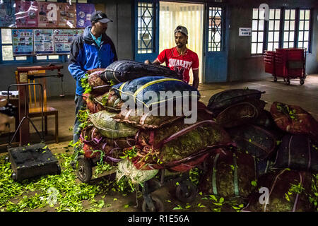 Deux ouvriers pèsent des sacs en filet gonflés de feuilles de thé fraîchement livrées sur une balance dans la salle de réception de Blue Field Tea Estate à Mount Harrow près de Ramboda, proche de Nuwara Eliya, au Sri Lanka. Le domaine montre aux visiteurs tout le processus de production du thé Ceylan ici, du flétrissement au roulement et à la fermentation jusqu'au séchage et au tri. Le poids des feuilles livrées détermine la rémunération des cueilleurs. Banque D'Images