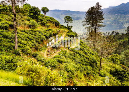 Plantation de thé au Sri Lanka. Dans les hauts plateaux du Sri Lanka, les meilleures plantations de thé ne peuvent être vues que depuis la ligne de chemin de fer Banque D'Images