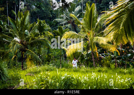La culture du riz au Sri Lanka Banque D'Images