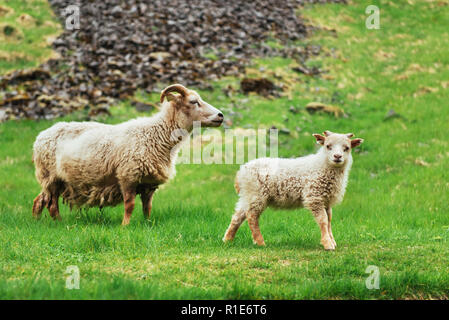 Les moutons islandais. Vue fantastique cascade dans le parc national Banque D'Images