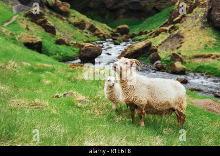 Les moutons islandais. Vue fantastique cascade dans le parc national Banque D'Images