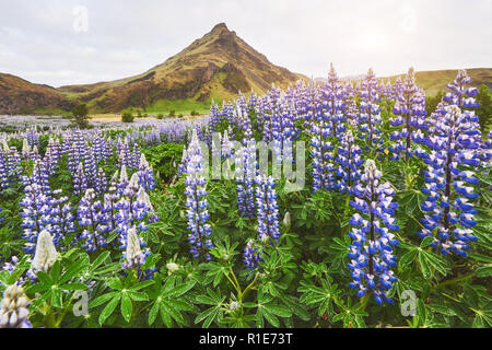 Les pittoresques paysages de forêts et de montagnes de l'Islande. Lupin bleu sauvages fleurissent dans en été Banque D'Images