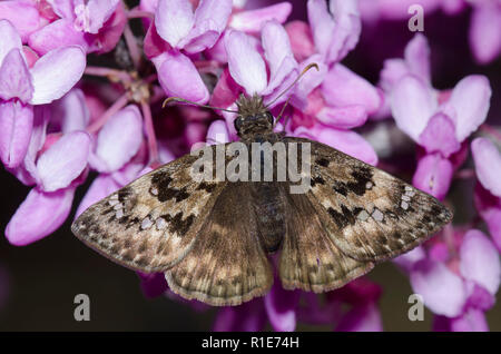 Horace’s Duskywing, Gesta horatius, femelle sur Redbud oriental, Cercis canadensis Banque D'Images