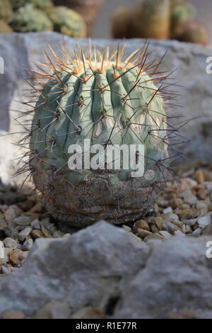 Le Cactus de Turks Head grandit dans le jardin du désert. Banque D'Images