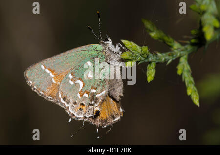 Hairstreak Callophrys gryneus, Juniper, le cèdre rouge de l'Est, Juniperus virginiana, sa plante alimentaire larvaire