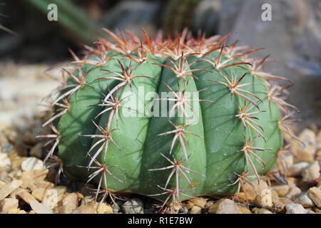 Le Cactus de Turks Head grandit dans le jardin du désert. Banque D'Images