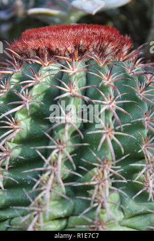 Le Cactus de Turks Head grandit dans le jardin du désert. Banque D'Images