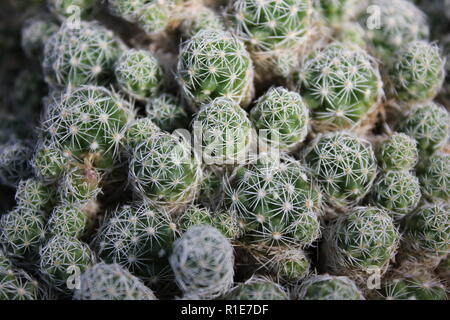 Mammillaria fragilis, Thimble Cactus, un cactus qui forme des souches et qui pousse dans la prairie ensoleillée. Banque D'Images