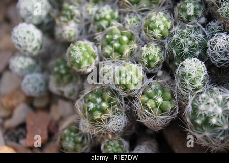 Mammillaria fragilis, Thimble Cactus, un cactus qui forme des souches et qui pousse dans la prairie ensoleillée. Banque D'Images