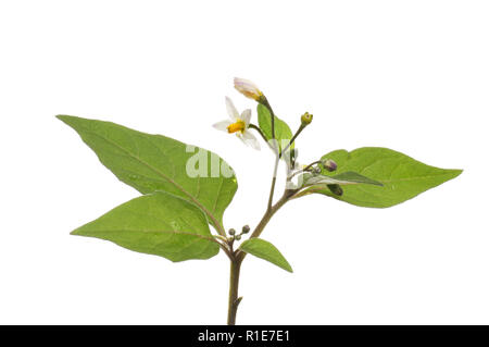 La morelle noire, Solanum nigrum, fleurs et feuillages isolés contre white Banque D'Images