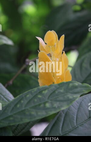 Lollipop lavant, plante de crevettes dorée, pachystachys lutea, fleur jaune. Banque D'Images
