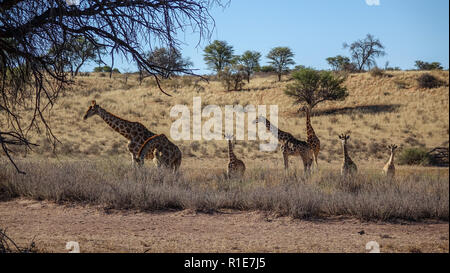 Groupe de girafes de différents âges marche dans la savane, vue sur la distance de buissons bas.