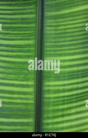 Griffe de homard, fausse oiseau de paradis, paradis héliconie croissant dans la prairie ensoleillée. Banque D'Images