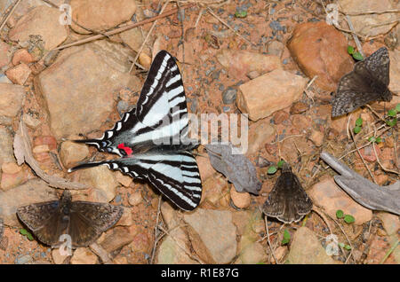 Zebra Swallowtail, Eurytides marcellus, boue-puddling avec Juvénal Duskywings, Gesta juvenalis Banque D'Images