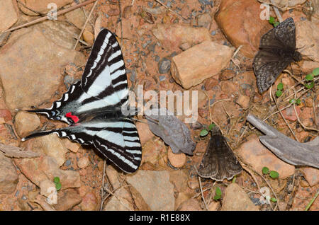 Zebra Swallowtail, Eurytides marcellus, boue-puddling avec Juvénal Duskywings, Gesta juvenalis Banque D'Images