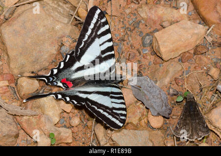 Zebra Swallowtail, Eurytides marcellus, boue-puddling avec Juvénal Duskywing, Gesta juvenalis Banque D'Images