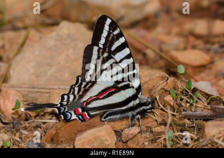 Zebra Swallowtail, Eurytides marcellus, de flaques de boue Banque D'Images