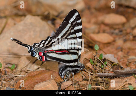 Zebra Swallowtail, Eurytides marcellus, de flaques de boue Banque D'Images