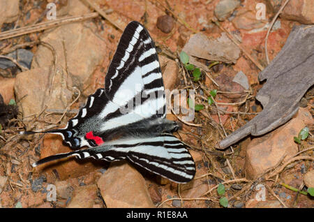 Zebra Swallowtail, Eurytides marcellus, de flaques de boue Banque D'Images