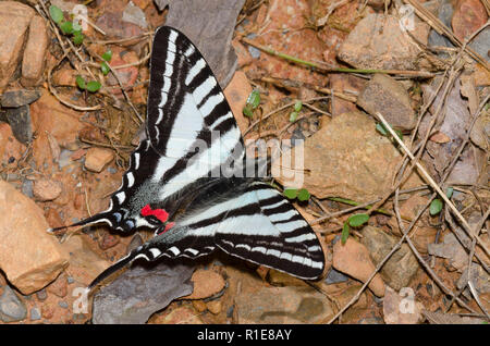 Zebra Swallowtail, Eurytides marcellus, de flaques de boue Banque D'Images