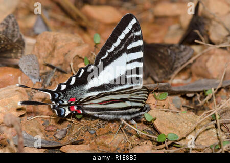 Zebra Swallowtail, Eurytides marcellus, boue-puddling avec Juvénal Duskywing, Gesta juvenalis Banque D'Images