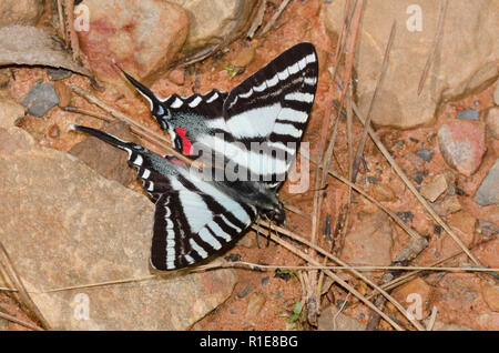 Zebra Swallowtail, Eurytides marcellus, de flaques de boue Banque D'Images