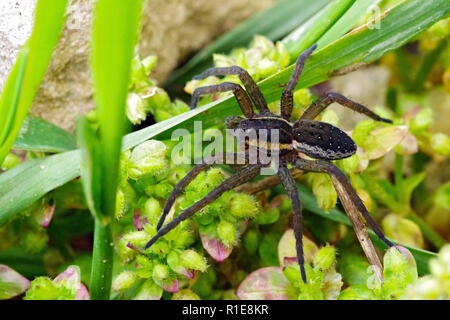 Araignée Dolomedes fimbriatus (Raft) Banque D'Images
