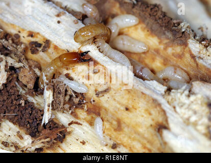 Yellownecked-sec termite Kalotermes flavicollis (bois), un ravageur important dans les pays méditerranéens Banque D'Images