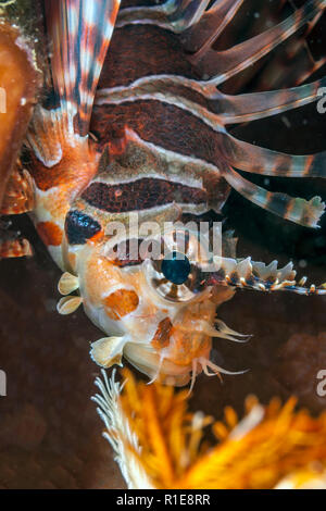 Pterois est un genre de poissons marins venimeux, communément connu sous le nom de poisson-papillon, Banque D'Images