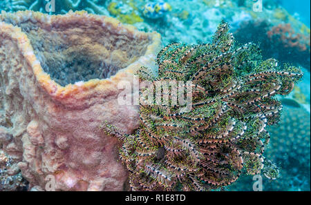 Les Crinoïdes sont des animaux marins qui composent la classe Crinoidea Banque D'Images