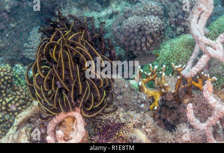 Les Crinoïdes sont des animaux marins qui composent la classe Crinoidea Banque D'Images