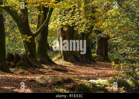 L'automne de hêtres et Golitha Falls, au chemin, Cornwall, UK Banque D'Images