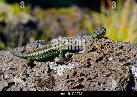 Lizard sur un rocher volcanique, sur les hauteurs du volcan Antillanca Banque D'Images
