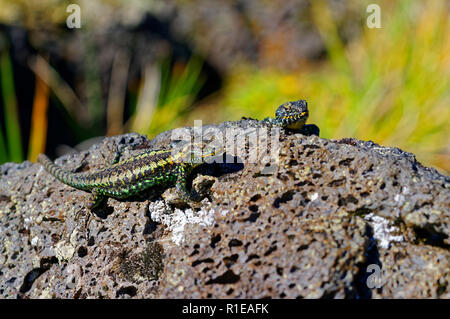 Lizard sur un rocher volcanique, sur les hauteurs du volcan Antillanca Banque D'Images