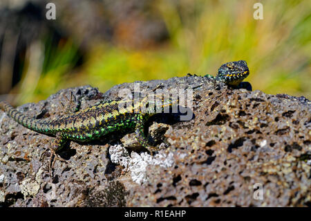 Lizard sur un rocher volcanique, sur les hauteurs du volcan Antillanca Banque D'Images