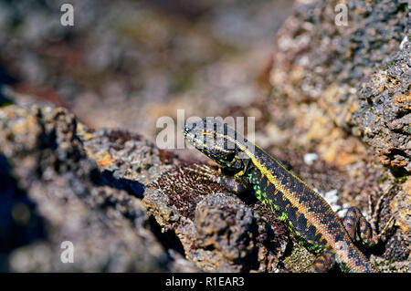 Lizard sur un rocher volcanique, sur les hauteurs du volcan Antillanca Banque D'Images