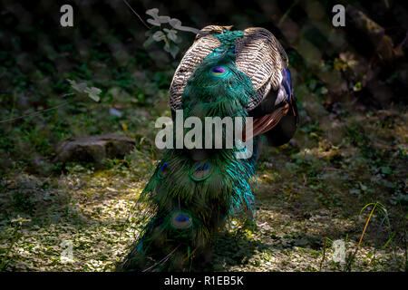 Belle assez colorés peacock à partir de l'arrière Banque D'Images