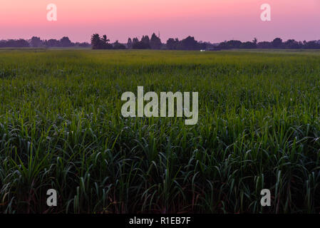 Vue de haut de la canne à sucre dans l'heure du coucher du soleil Banque D'Images