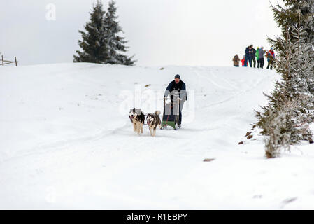 BELIS, Roumanie - 17 février 2018 : courses de Musher lors d'une course de traîneau à chiens husky show avec dans la montagne de Transylvanie Banque D'Images