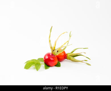 La rose de la hanche ou de l'églantier, appelé aussi rose haw et rose hep, est le fruit de l'accessoire plante rose berries isolé sur fond blanc. Banque D'Images